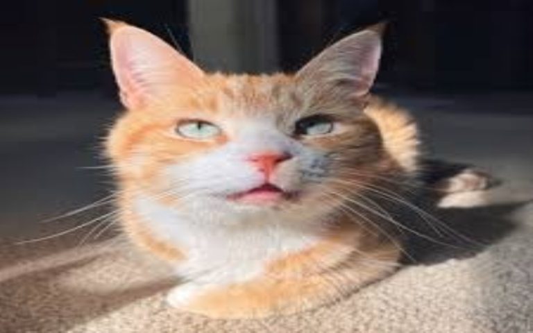 What Do You Call A Bear With No Teeth